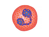 Eosinophil blood cell,illustration