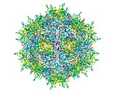 Zika virus particle,molecular structure