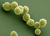 Synthetic Mycoplasma bacteria,SEM