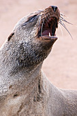 Cape fur seal