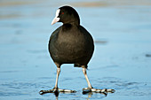 Coot standing on ice