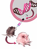 Genetically modified mouse,illustration