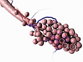 Normal alveoli,illustration
