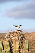 Ospreys nesting in a cactus