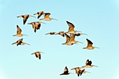 Long-billed curlews in flight