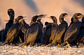 Brandt's cormorants