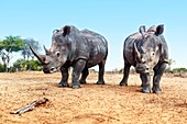 White rhinoceros bulls