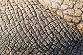 Rhinoceros skin