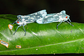 Leafhoppers mating