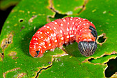 Red lepidopteran larva