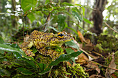 Canelos Treefrog