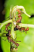 Ants tending treehoppers