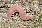 Giant velvet worm