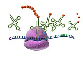 Ribosome and protein synthesis,diagram