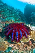 Crown-of-thorns starfish