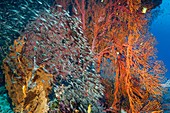 Pygmy sweepers and gorgonian sea fans