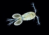 Cyclops copepode,LM