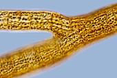Sphacelaria brown alga,LM