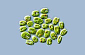 Tetraselmis green algae,LM