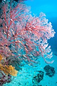 Melithaea sea fan