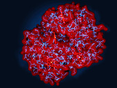 Haemoglobin,molecular model