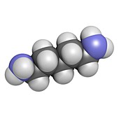 Cadaverine molecule