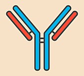 IgG antibody,illustration
