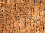 Cracked wooden planks