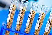 Lentil samples in test tubes