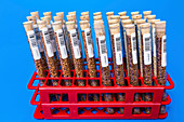 Food samples in test tubes