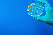 Bacterium growing in petri dish
