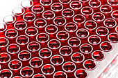 Test tubes with red liquid