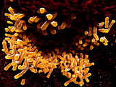 Tuberculosis bacteria,illustration