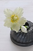 Bundt cake tin used as stand for white hellebore flower