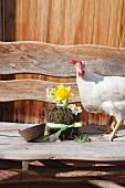 Hen next to Easter arrangement of moss, twigs and narcissu