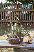 Easter arrangement of purple crocus, hay and yellow flowering twigs in wire baset
