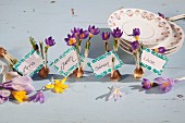 Dekorative Namenskärtchen mit Blumenzwiebeln und lila blühenden Krokussen neben Tellerstapel
