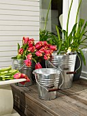 Tulips in one of three aluminium buckets of various sizes on wooden step