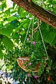 A hanging basket with pink petunias hangs in the tree