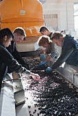 Grapes being manually sorted to check quality (Pomerol, Bordeaux, France)