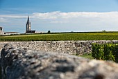 Weinanbaugebiet Saint-Emilion, Bordeaux, Frankreich