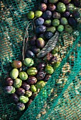 Black and green olives in a harvesting net