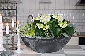 Bowl planted with white hydrangea and grape hyacinths