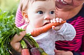 A baby playing with a carrot in his mother's arms
