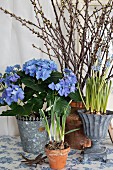 Blue hydrangea in metal pot with ornate edge and grape hyacinths in trophy-shaped pot in front of forsythia branches