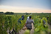 Chateau D'Yquem, grapes being picked with small wooden baskets
