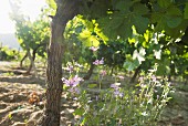 Casal de Arman winery, mallow flowers growing beneath a vine