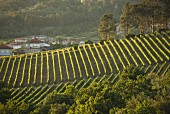 Casal de Arman vineyard with vines at dusk