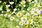 Flowering camomile in a garden (close-up)