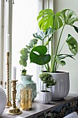 Philodendron in white pot, vases and brass candlesticks on windowsill